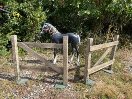 Horse & Fence Horse & Fence