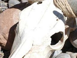 Steer Skull Steer Skull