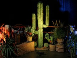 Cactus Decor Cactus Decor
