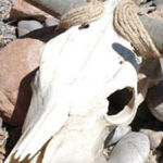 Steer Skull Steer Skull